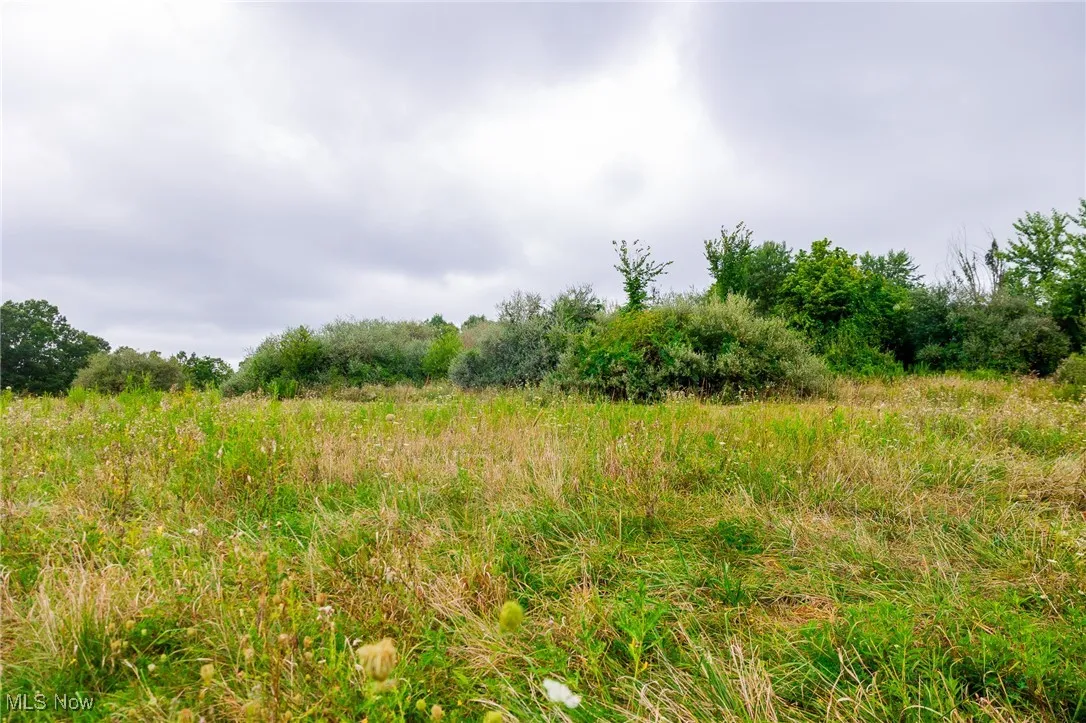 View of local wilderness