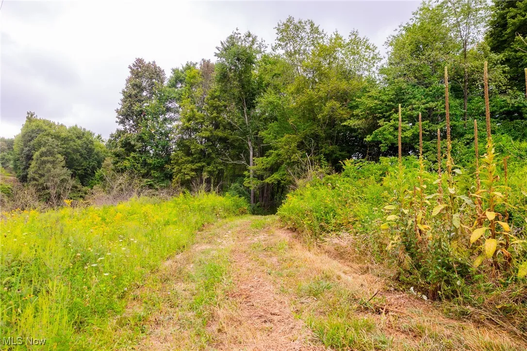 View of local wilderness