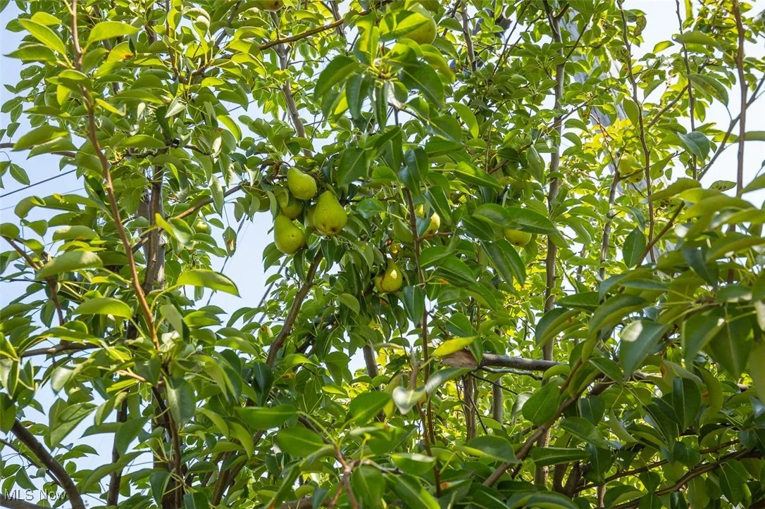 Pear tree.