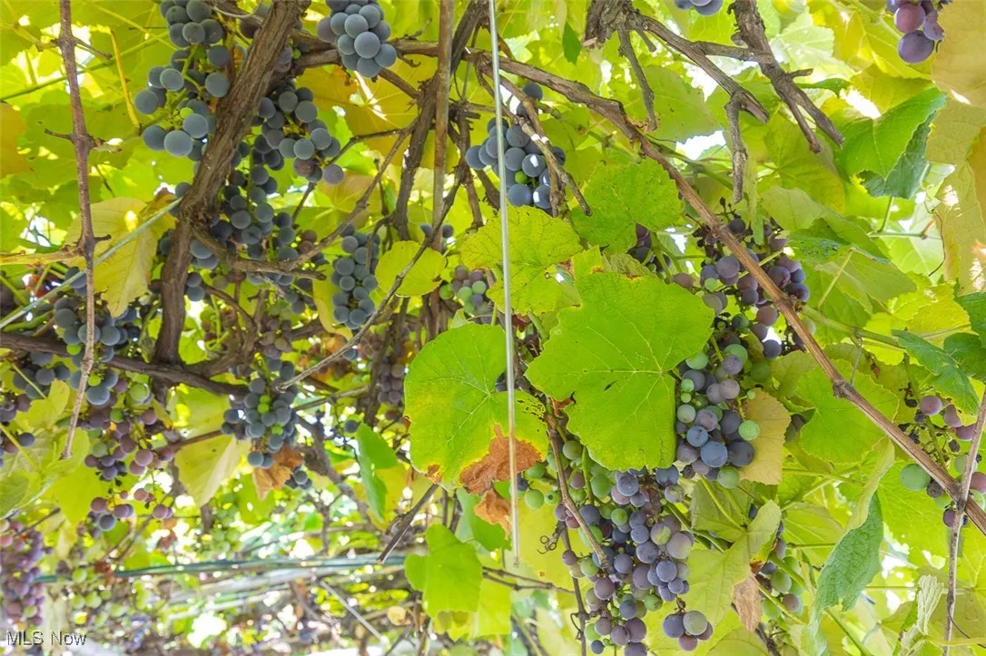 Mature grape vines.