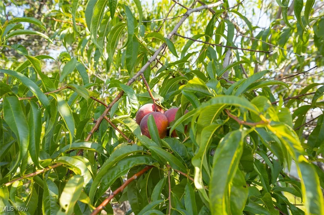 Peach tree.