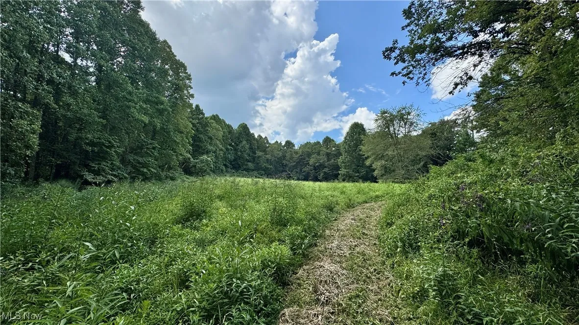 View of wooded area