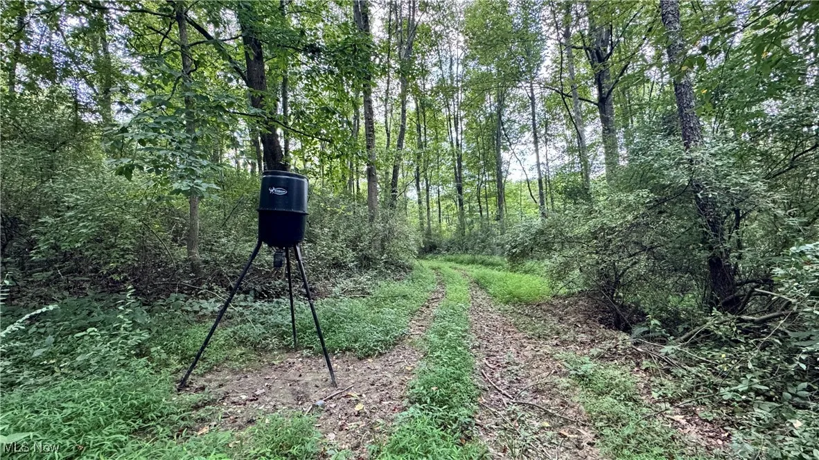 View of woods