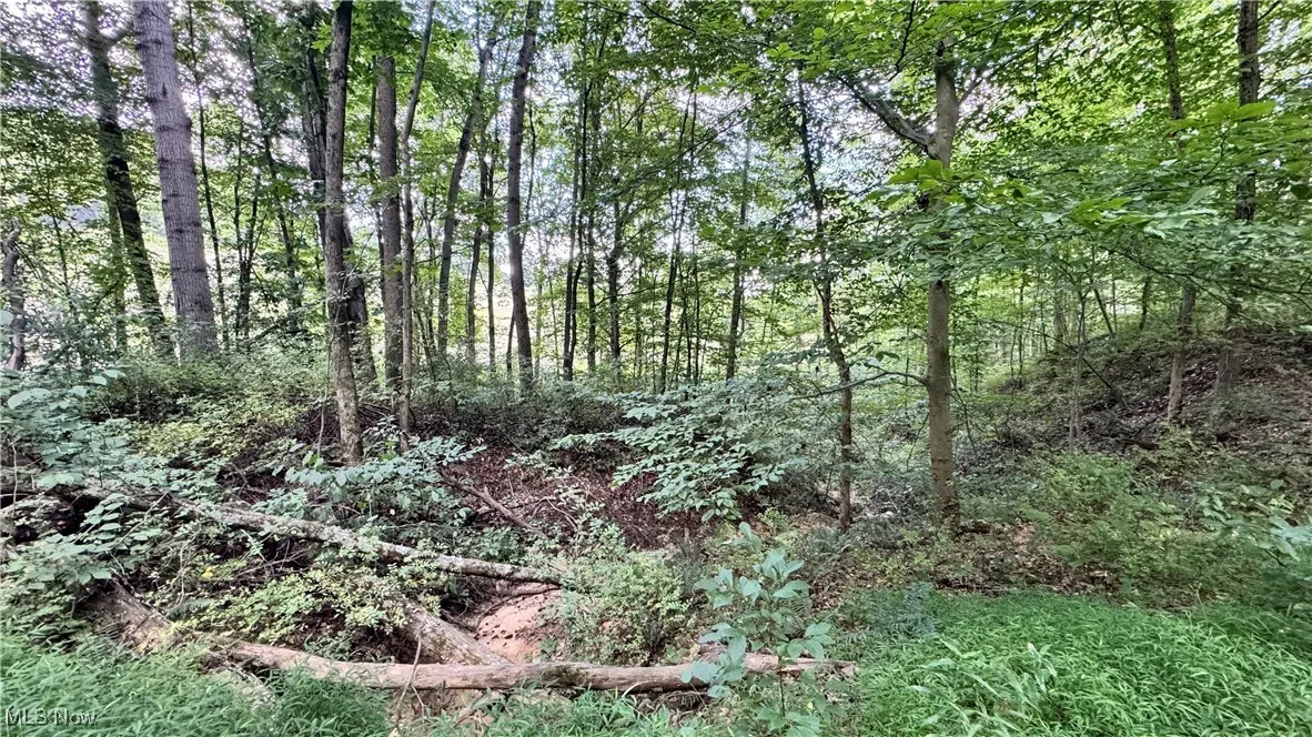 View of woods