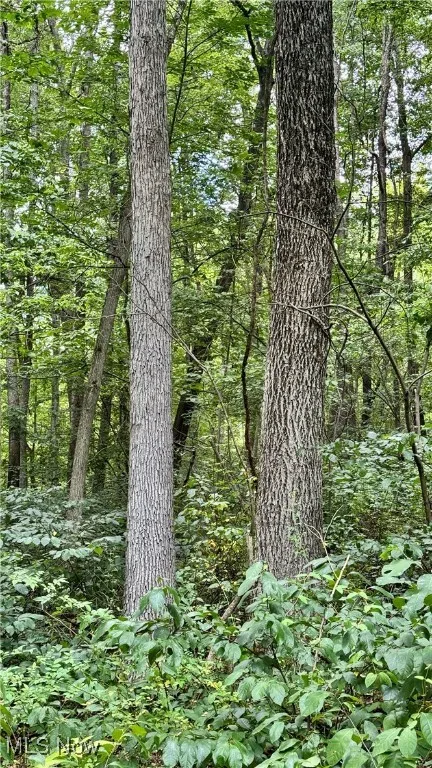 View of wooded area