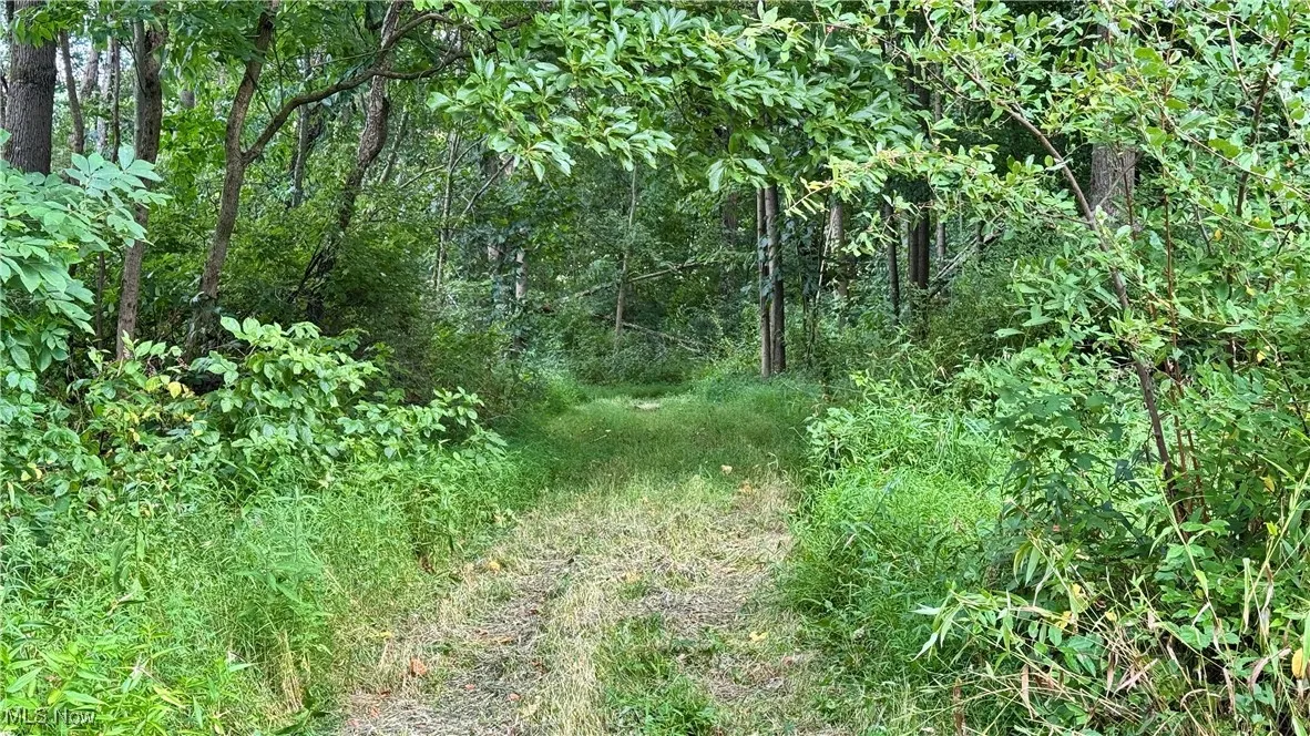 View of local wilderness
