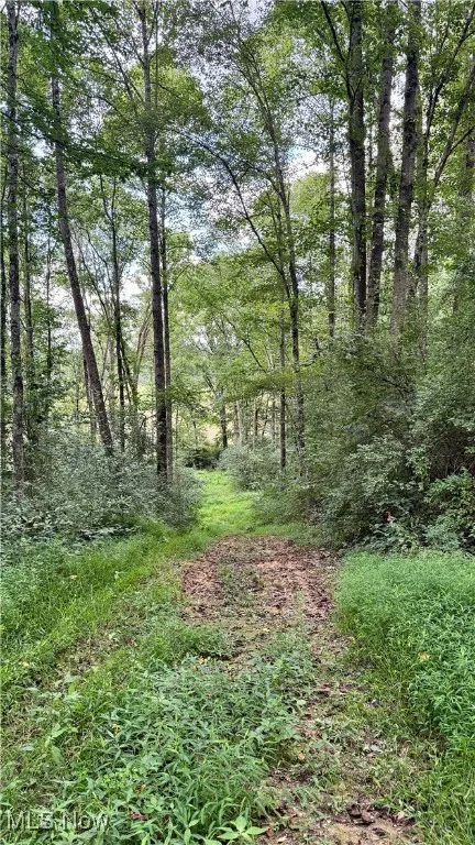 View of woods