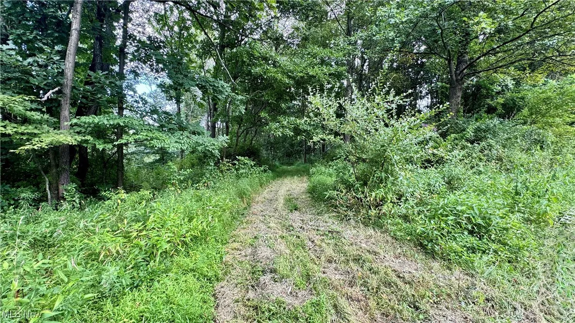 View of tree filled area