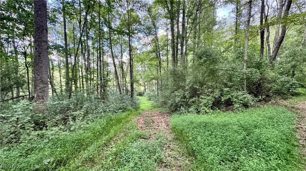 View of tree filled area