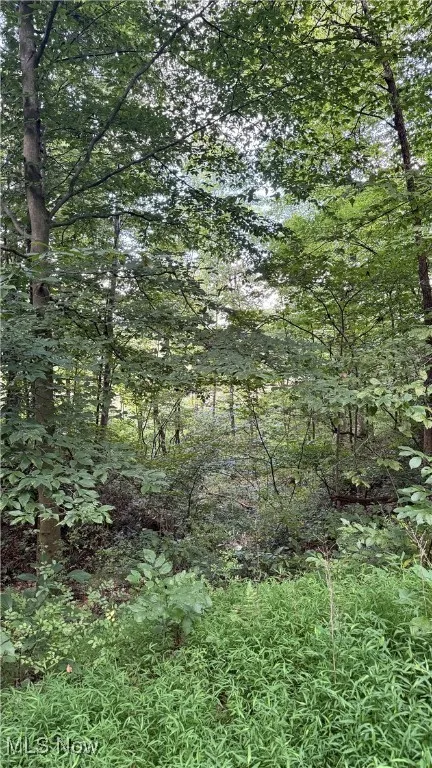 View of tree filled area