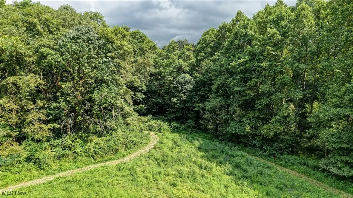View of tree filled area