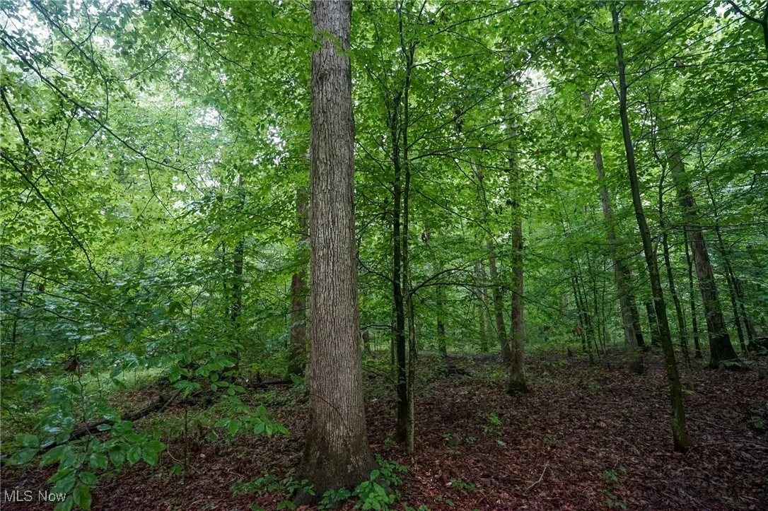 View of woods