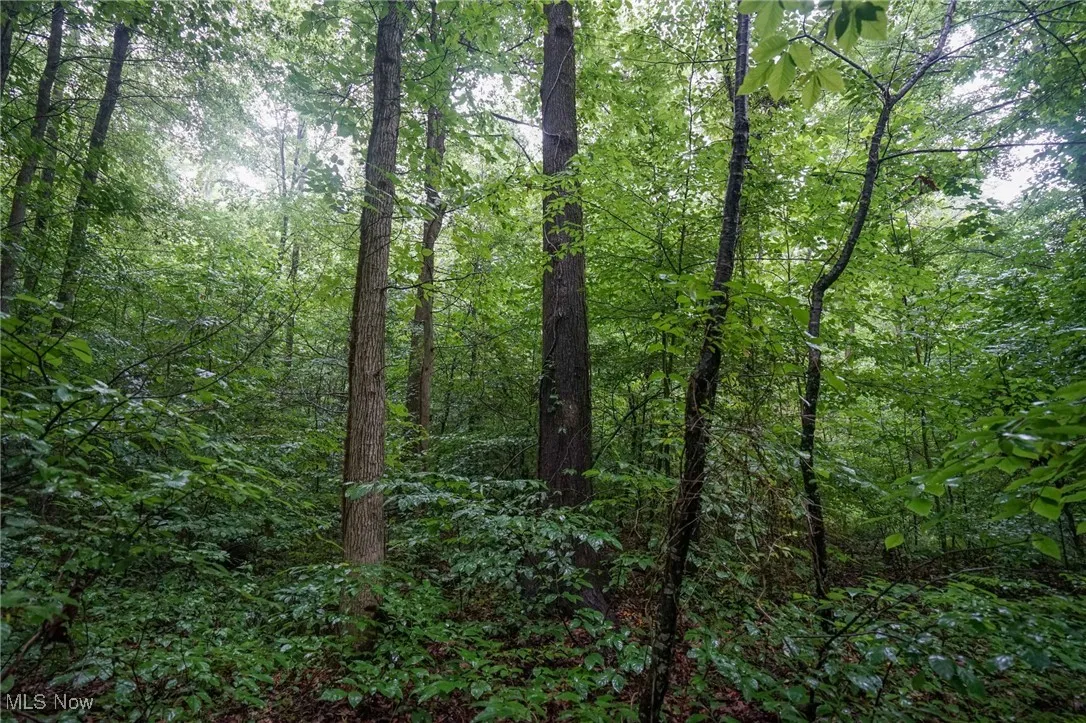 View of woods