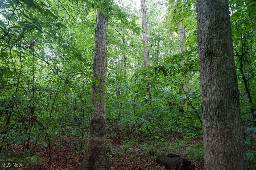 View of tree filled area
