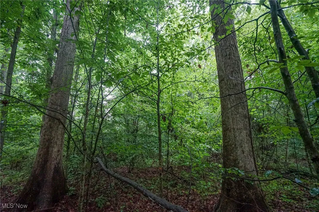 View of tree filled area
