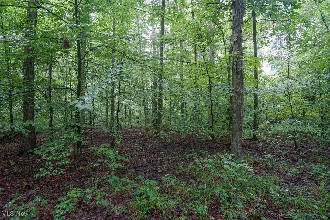 View of tree filled area