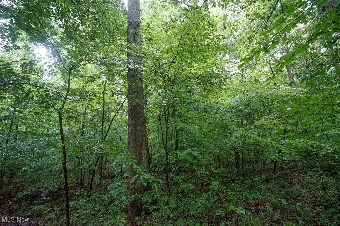View of woods