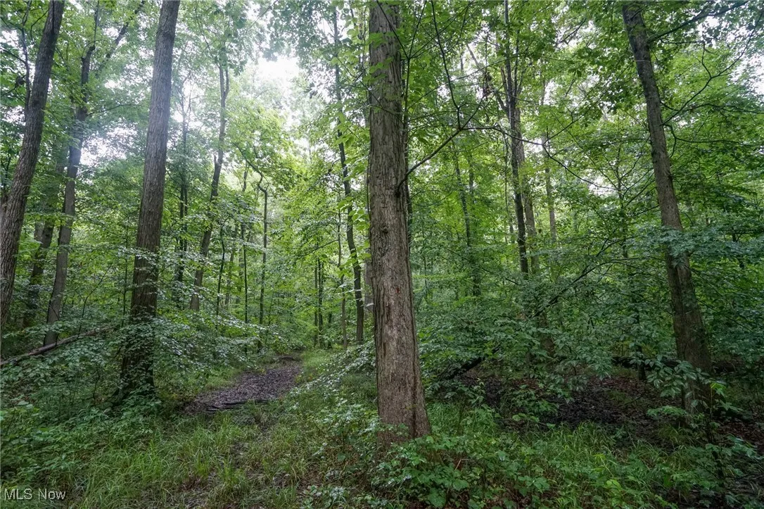 View of wooded area