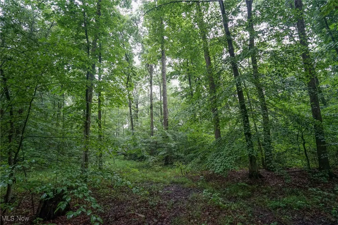 View of woods
