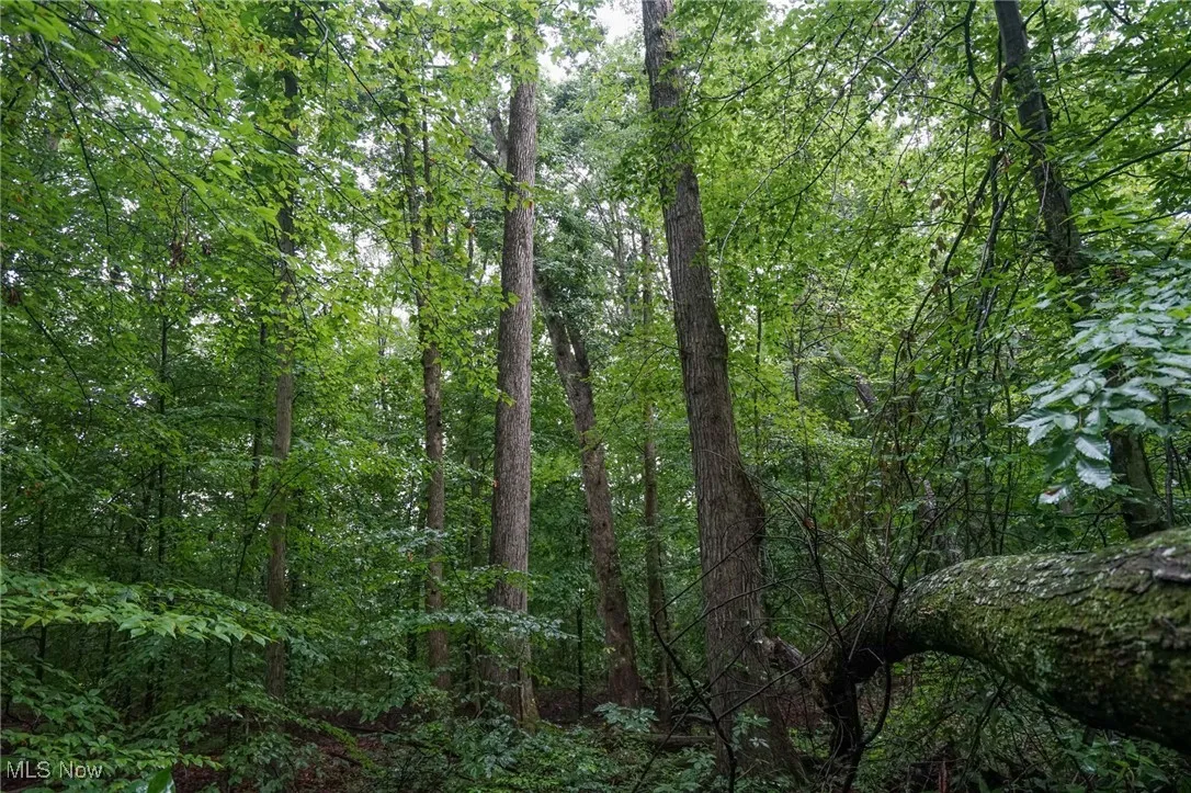 View of wooded area