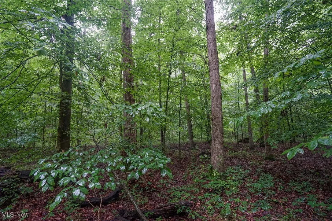 View of woods