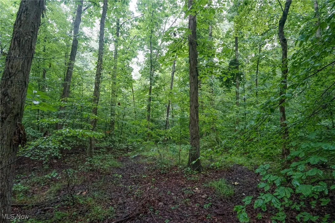 View of tree filled area