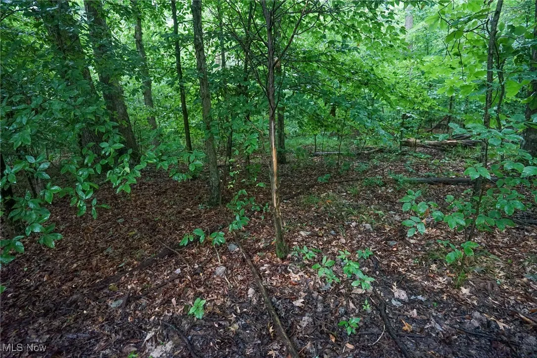 View of wooded area