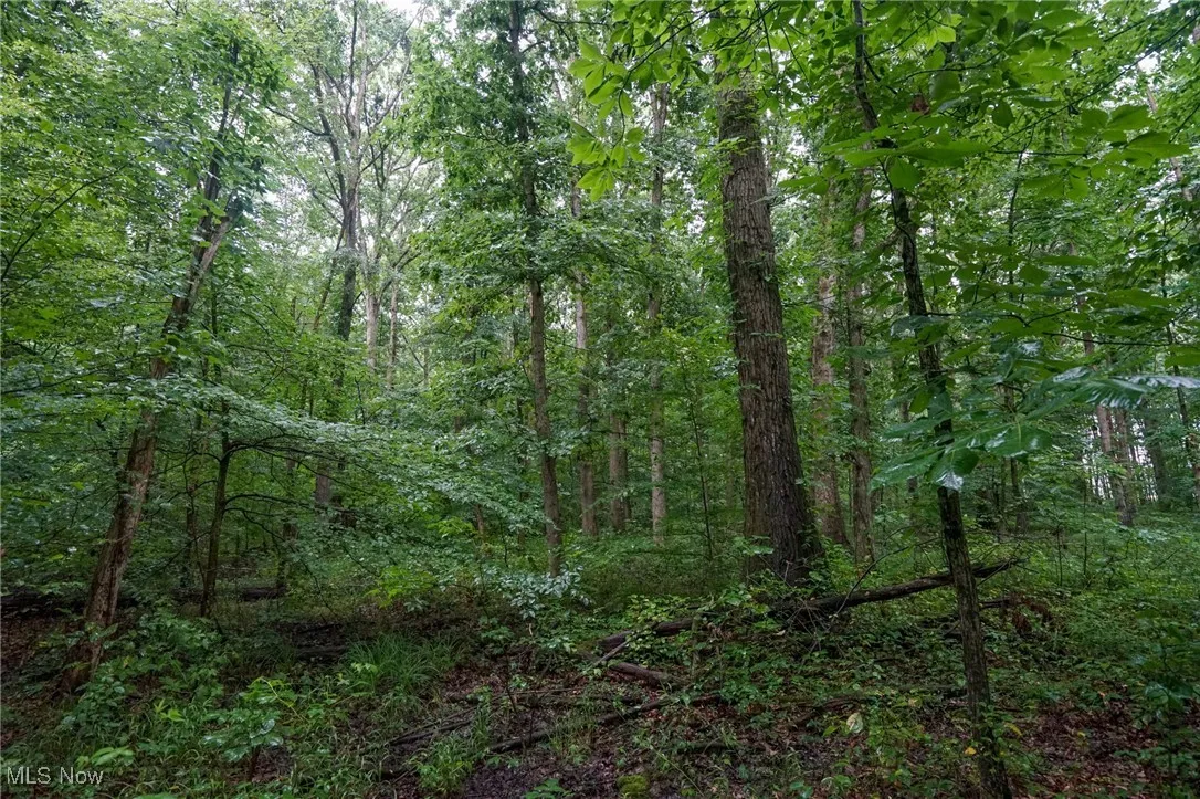 View of woods