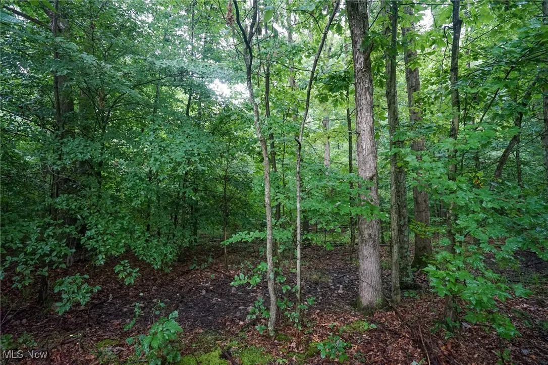 View of wooded area