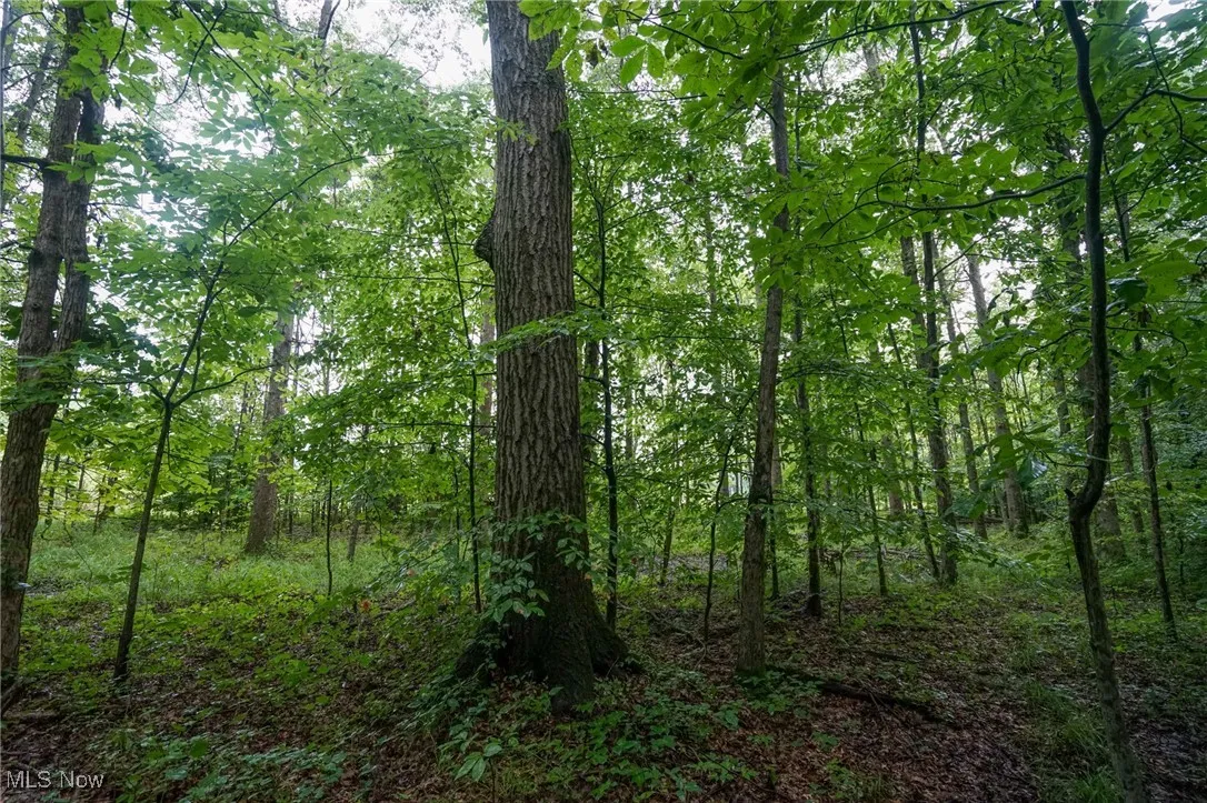 View of wooded area