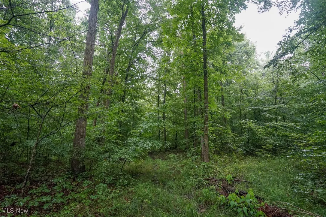 View of woods
