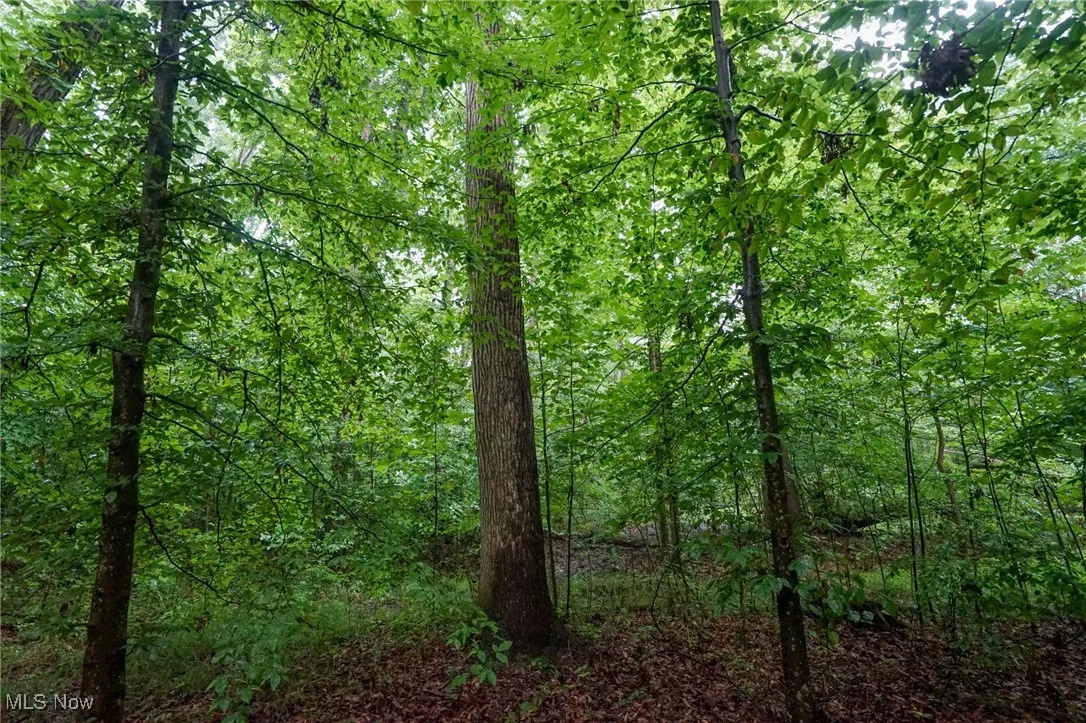 View of woods