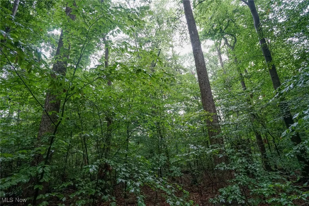 View of wooded area