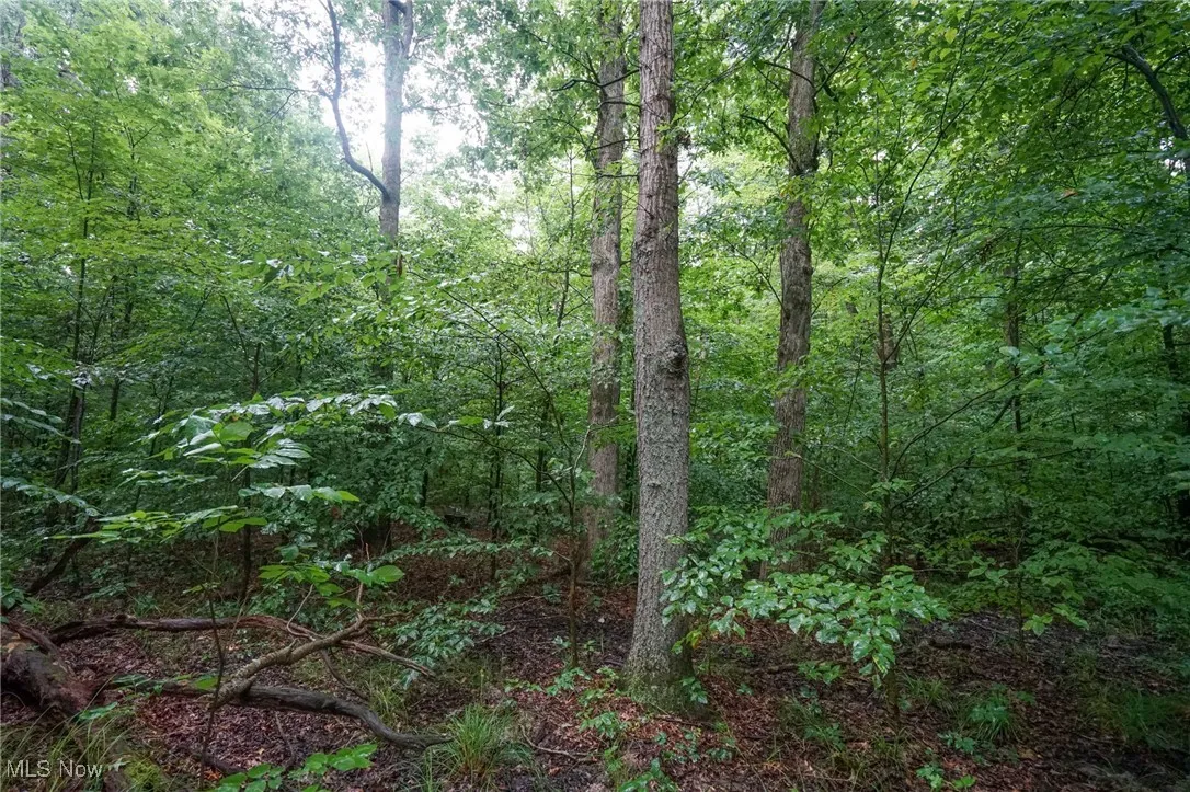 View of tree filled area