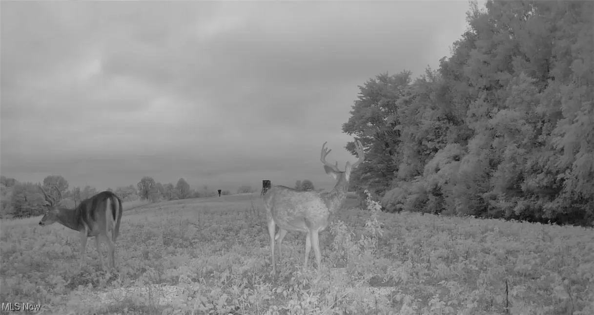 View of local wilderness