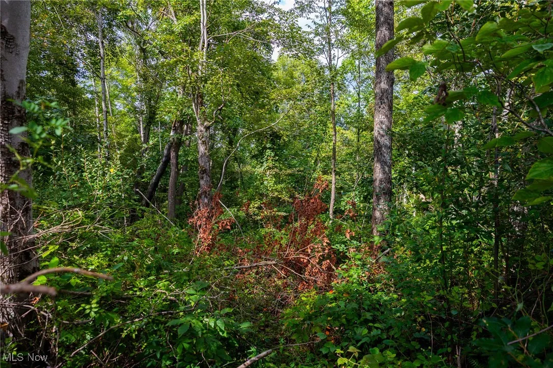 View of wooded area
