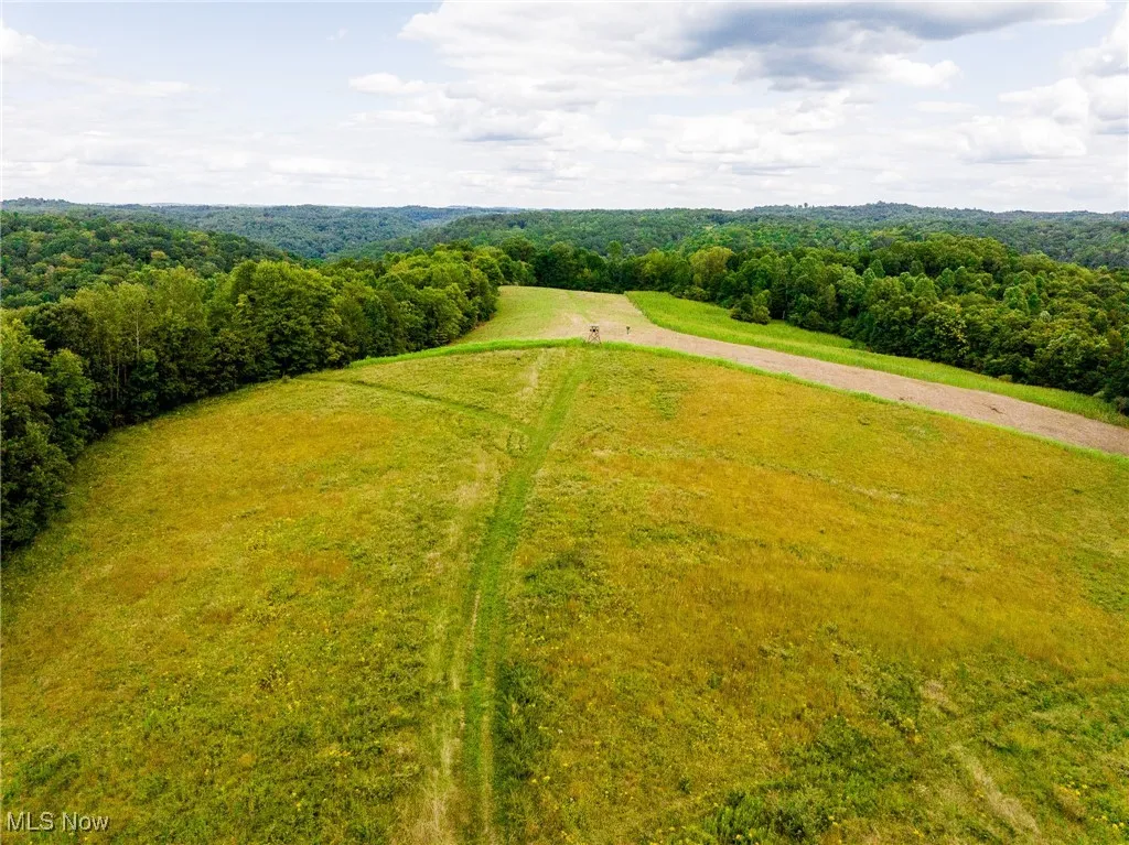 Bird's eye view of a forest