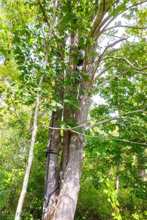 View of nature