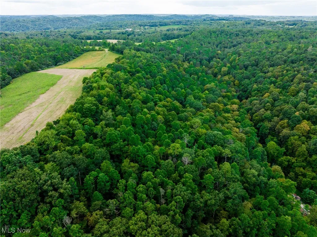 Bird's eye view of a forest