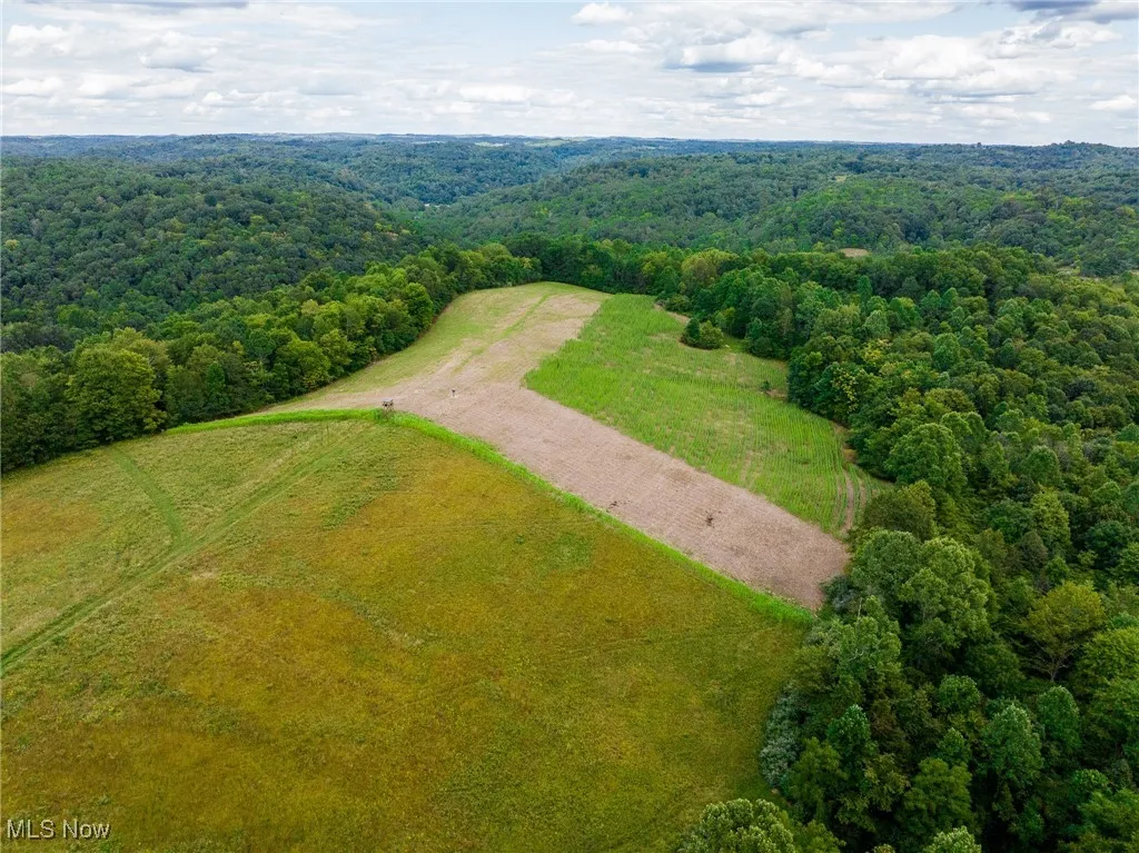 Aerial view of a forest