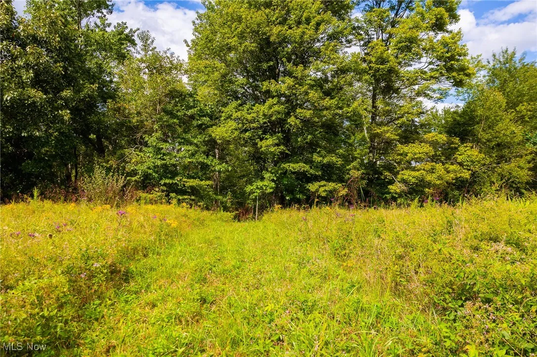 View of local wilderness