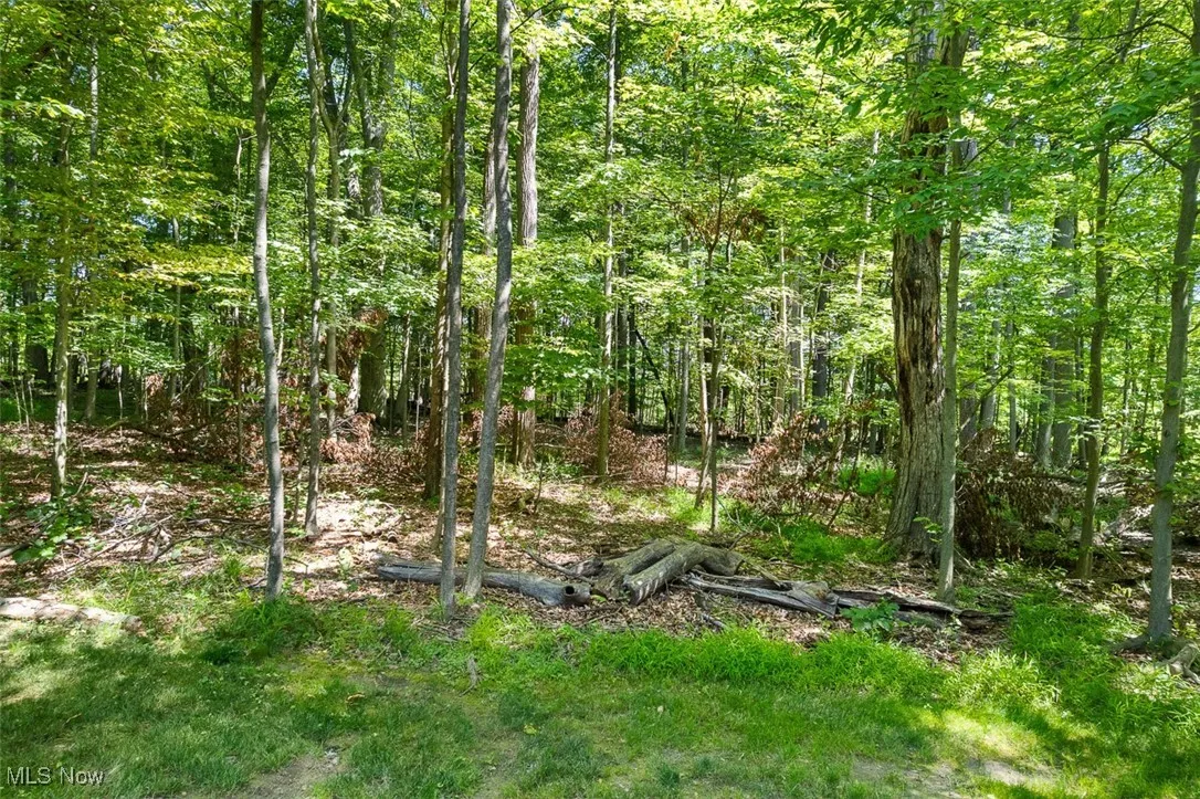View of woods