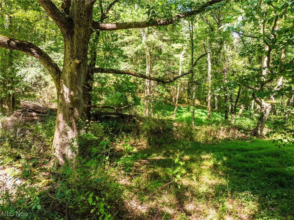 View of tree filled area