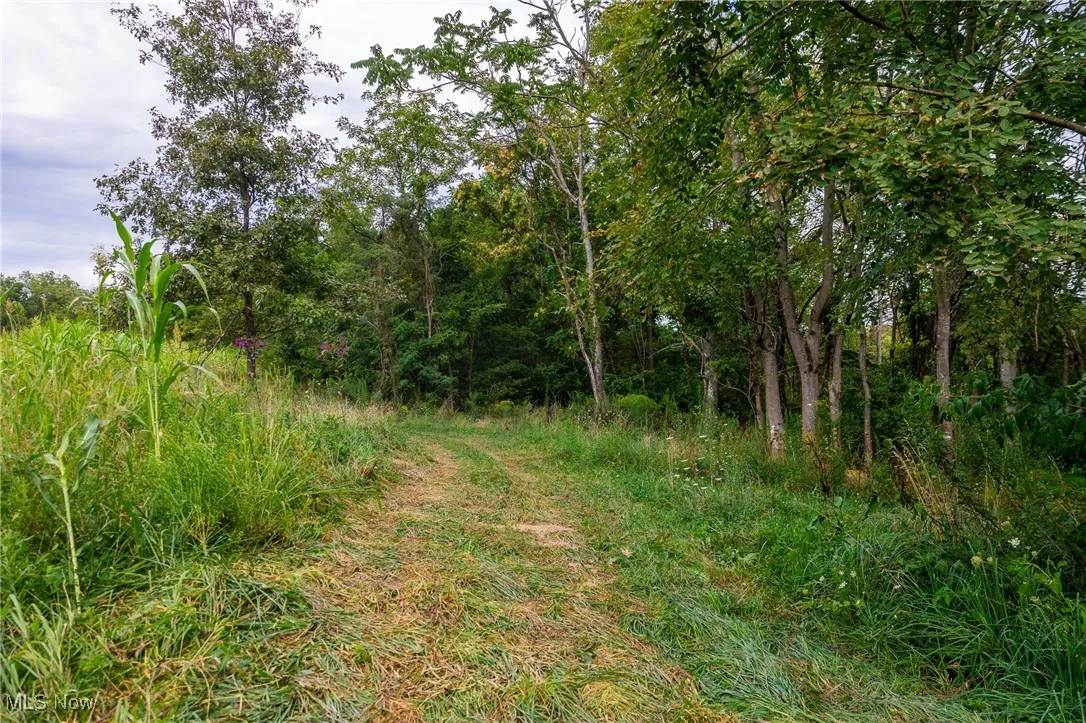View of local wilderness