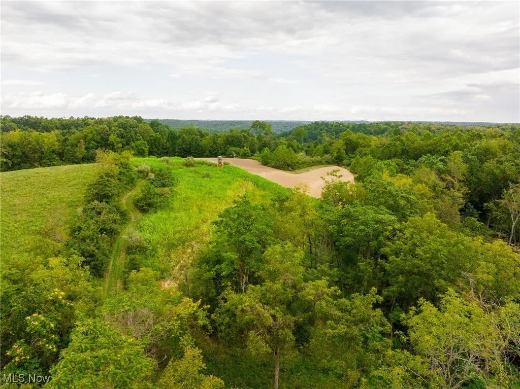 Aerial view of a forest