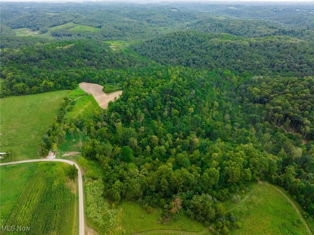 Drone / aerial view of a forest