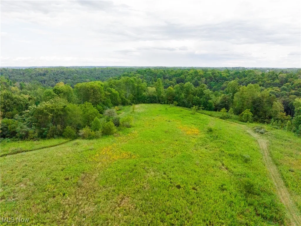 Bird's eye view of a forest