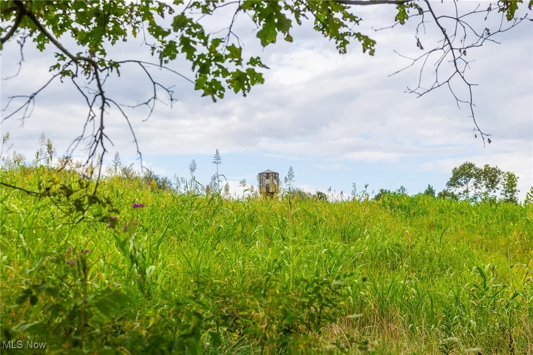 View of local wilderness