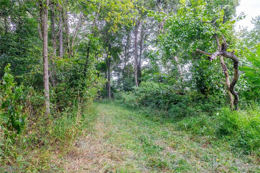 View of local wilderness