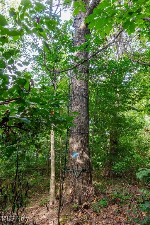 View of tree filled area